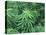 Marijuana Plants, Cannabis Sativa-Vaughan Fleming-Stretched Canvas