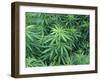 Marijuana Plants, Cannabis Sativa-Vaughan Fleming-Framed Premium Photographic Print