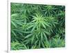 Marijuana Plants, Cannabis Sativa-Vaughan Fleming-Framed Photographic Print