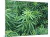 Marijuana Plants, Cannabis Sativa-Vaughan Fleming-Mounted Photographic Print