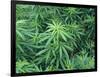 Marijuana Plants, Cannabis Sativa-Vaughan Fleming-Framed Photographic Print