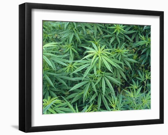 Marijuana Plants, Cannabis Sativa-Vaughan Fleming-Framed Photographic Print