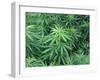 Marijuana Plants, Cannabis Sativa-Vaughan Fleming-Framed Photographic Print