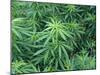 Marijuana Plants, Cannabis Sativa-Vaughan Fleming-Mounted Photographic Print