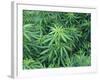 Marijuana Plants, Cannabis Sativa-Vaughan Fleming-Framed Photographic Print