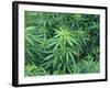 Marijuana Plants, Cannabis Sativa-Vaughan Fleming-Framed Photographic Print