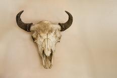 Antique Buffalo Skull-Marilyn Angel Wynn-Photographic Print