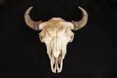 Antique Buffalo Skull-Marilyn Angel Wynn-Photographic Print