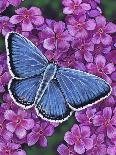 Eastern Tailed Blue-Marilyn Barkhouse-Art Print