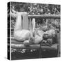 Marilyn Monroe in California-Ed Clark-Stretched Canvas