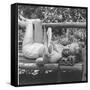 Marilyn Monroe in California-Ed Clark-Framed Stretched Canvas