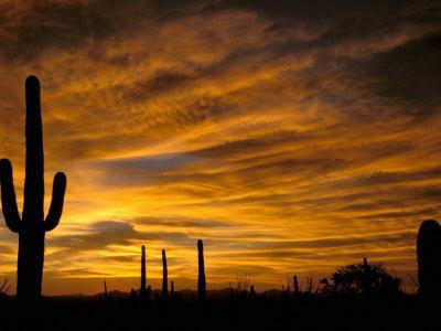 Saguaro Cactus at Sunset, Sonoran Desert, Arizona, USA