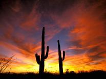 Saguaro Cactus at Sunset, Sonoran Desert, Arizona, USA-Marilyn Parver-Framed Photographic Print