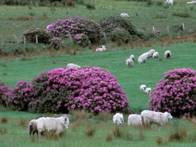 Spring Countryside with Sheep, County Cork, Ireland