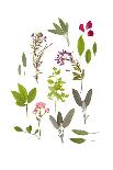 Herbs and Flowers of Summer-marilyna-Art Print