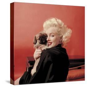 Marilyns Puppy-null-Stretched Canvas