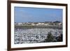 Marina and Main Town, St. Malo, Brittany, France, Europe-Peter Groenendijk-Framed Photographic Print