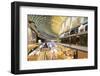 Marina Bay Sands Mall, Singapore, Southeast Asia, Asia-Christian Kober-Framed Photographic Print