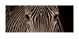 Zebra Grevy-Marina Cano-Mounted Art Print