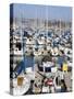 Marina in Dana Point Harbor, Orange County, California, United States of America, North America-Richard Cummins-Stretched Canvas