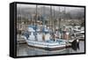 Marina in Pillar Point Harbor, Half Moon Bay, California, United States of America, North America-Richard Cummins-Framed Stretched Canvas