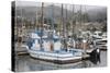 Marina in Pillar Point Harbor, Half Moon Bay, California, United States of America, North America-Richard Cummins-Stretched Canvas