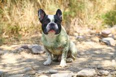 French Bulldog on the Sea-Marina Jay-Photographic Print