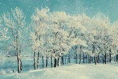 Winter Forest Landscape with Snowy Winter Trees and Snowfall-Marina Zezelina-Photographic Print