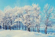 Winter Night Landscape Scene of Snow Covered Bench among Snowy Trees and Shining Lights during Snow-Marina Zezelina-Photographic Print