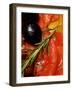 Marinated Sweet Peppers with Olives and Rosemary-Foodcollection-Framed Photographic Print