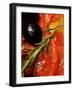 Marinated Sweet Peppers with Olives and Rosemary-Foodcollection-Framed Photographic Print