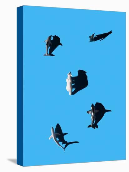 Marine Animals and Polar Bear Shot from Overhead-Eugenio Franchi-Stretched Canvas