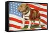 Marine Corp Boxer Dog with Flag-null-Framed Stretched Canvas