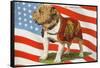 Marine Corp Boxer Dog with Flag-null-Framed Stretched Canvas