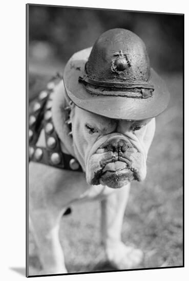 Marine Corps Mascot Looks Like the Average Drill Instructor-null-Mounted Art Print