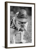 Marine Corps Mascot Looks Like the Average Drill Instructor-null-Framed Art Print