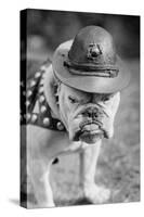 Marine Corps Mascot Looks Like the Average Drill Instructor-null-Stretched Canvas