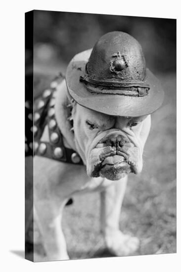 Marine Corps Mascot Looks Like the Average Drill Instructor-null-Stretched Canvas