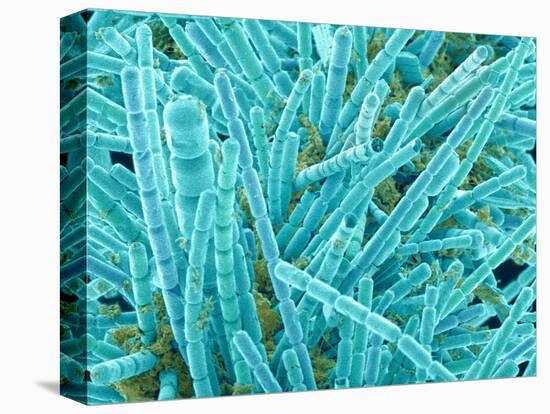 Marine Diatom-Micro Discovery-Stretched Canvas