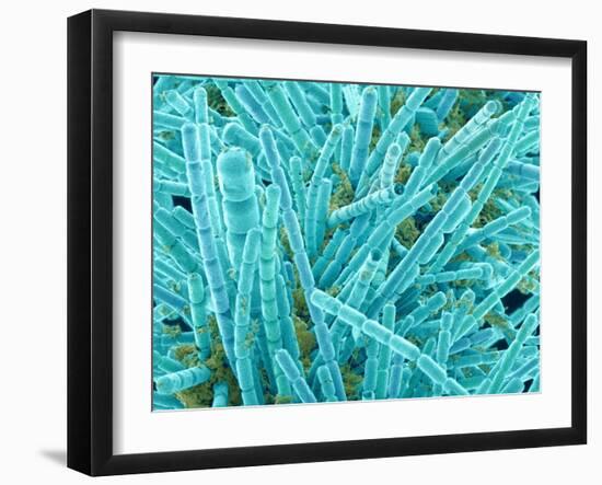 Marine Diatom-Micro Discovery-Framed Premium Photographic Print