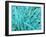 Marine Diatom-Micro Discovery-Framed Premium Photographic Print