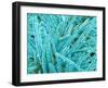 Marine Diatom-Micro Discovery-Framed Premium Photographic Print