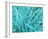 Marine Diatom-Micro Discovery-Framed Premium Photographic Print