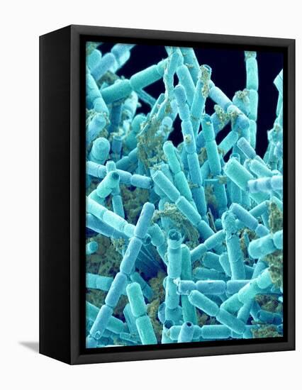Marine Diatom-Micro Discovery-Framed Stretched Canvas