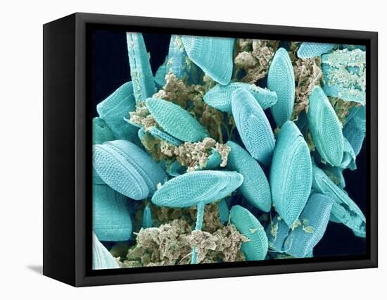 Marine Diatom-Micro Discovery-Framed Stretched Canvas