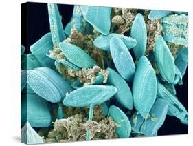 Marine Diatom-Micro Discovery-Stretched Canvas
