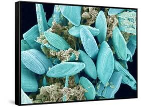 Marine Diatom-Micro Discovery-Framed Stretched Canvas