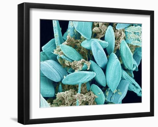 Marine Diatom-Micro Discovery-Framed Premium Photographic Print