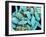 Marine Diatom-Micro Discovery-Framed Premium Photographic Print