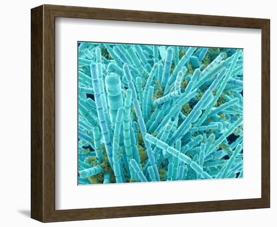 Marine Diatom-Micro Discovery-Framed Photographic Print